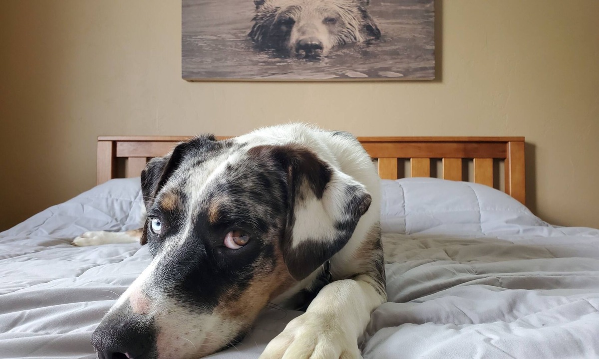 Grand Junction House | Visit Tres Chivos Farmhouse warm and cozy, Kids and pet friendly too!