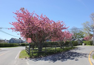 Beautiful new construction right in the heart of historic Sconset in Nantucket