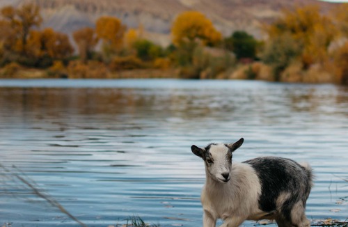 Clifton House | Colorado River Glamping in middle of wine country