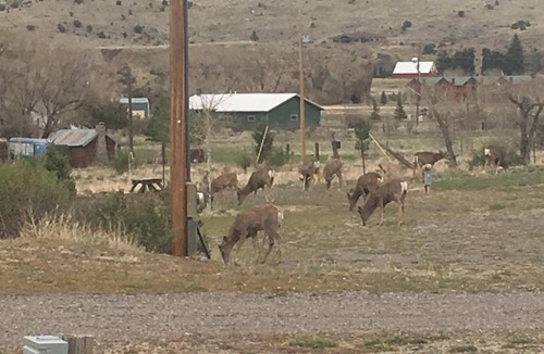 South Fork Cabin | South Fork Lodge & RV Park Colorado