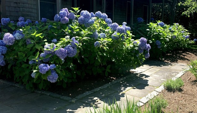 5BR Oasis w/20x40 Pool, 10 Adult Bikes, Walk to Town & Transferrable Car Ferry in Nantucket