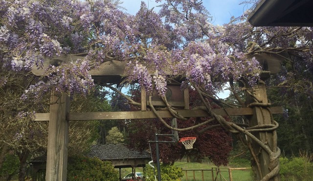 Beautiful Villa Bordering Russian Gulch SP, 2 Mi from Village of Mendocino in Meo
