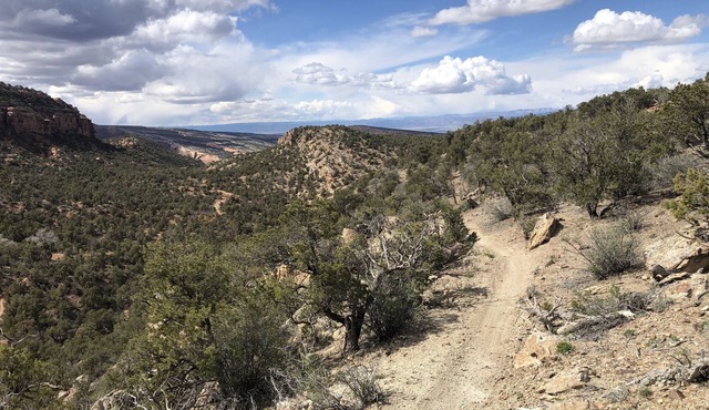 Morning Coffee with the quail. Great views, excellent trails, and work friendly
