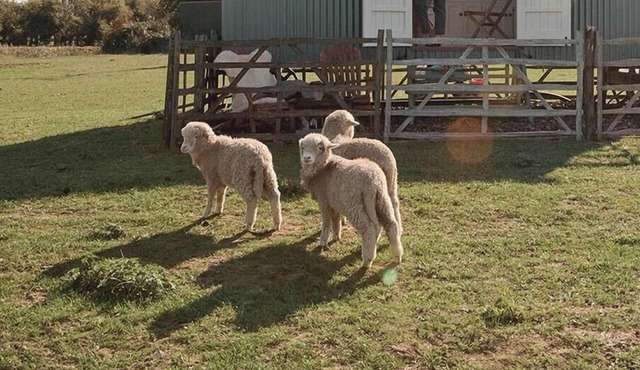 The Lookerer by Bloom Stays - a rural shepherds hut with amazing views! in Ashford