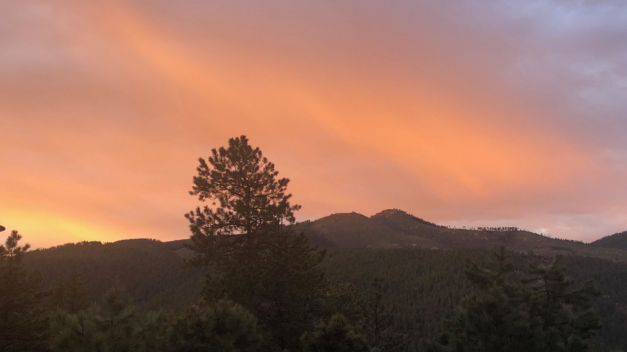 Photo of Others in Pine