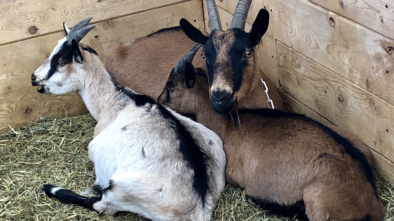 Photo of Others in Salida