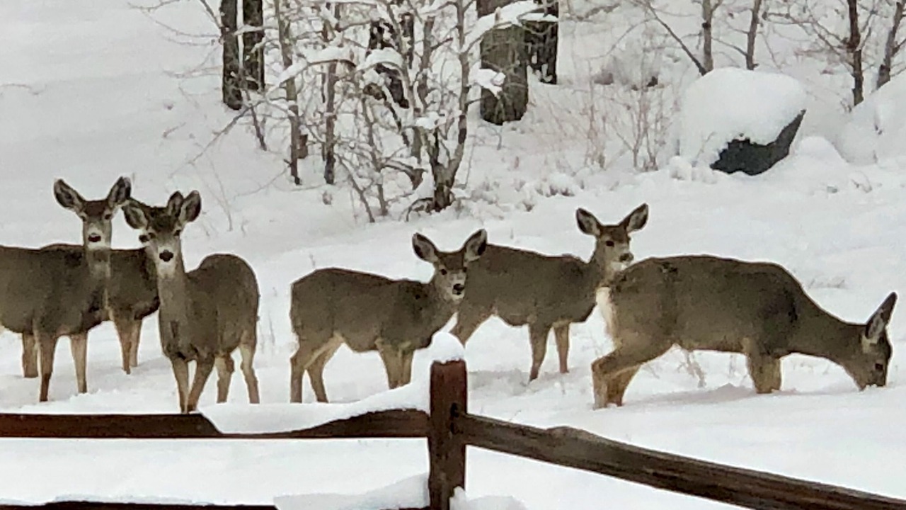 Photo of Outdoor in Salida