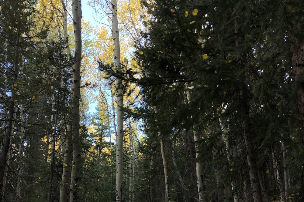 Photo of Outdoor in Shadow Mountain