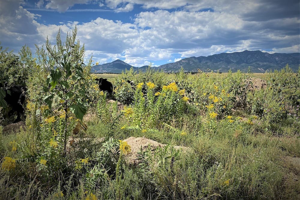 Photo of Outdoor in Walsenburg