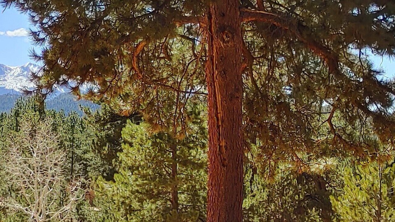 Photo of Outdoor in Woodland Park