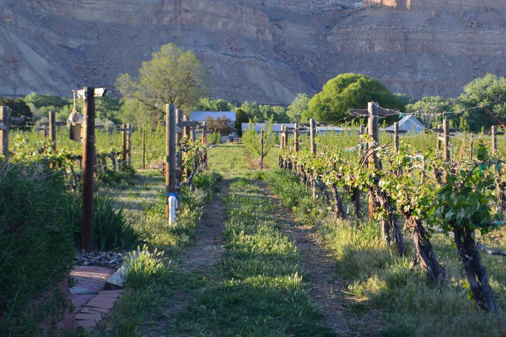 Photo of Others in Palisade