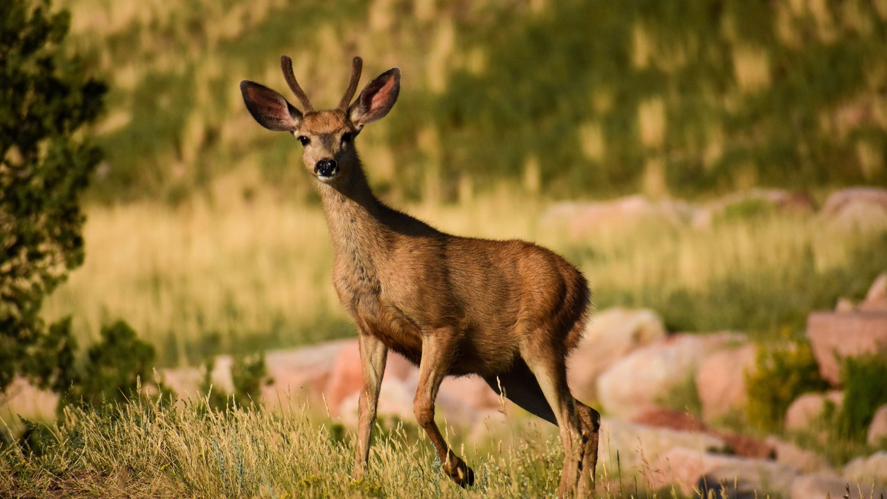 Photo of Outdoor in West Colorado Springs