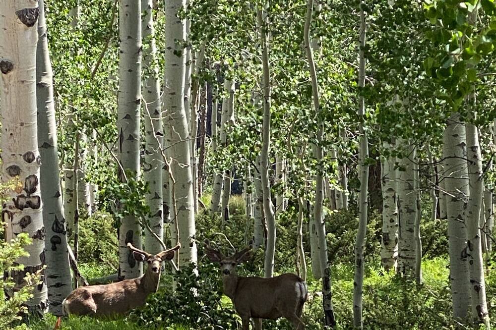 Photo of Outdoor in Cimarron