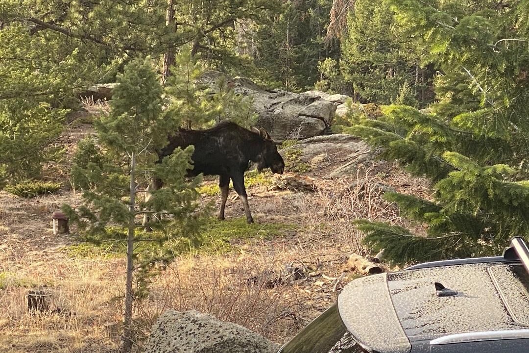Photo of Others in Coal Creek Canyon