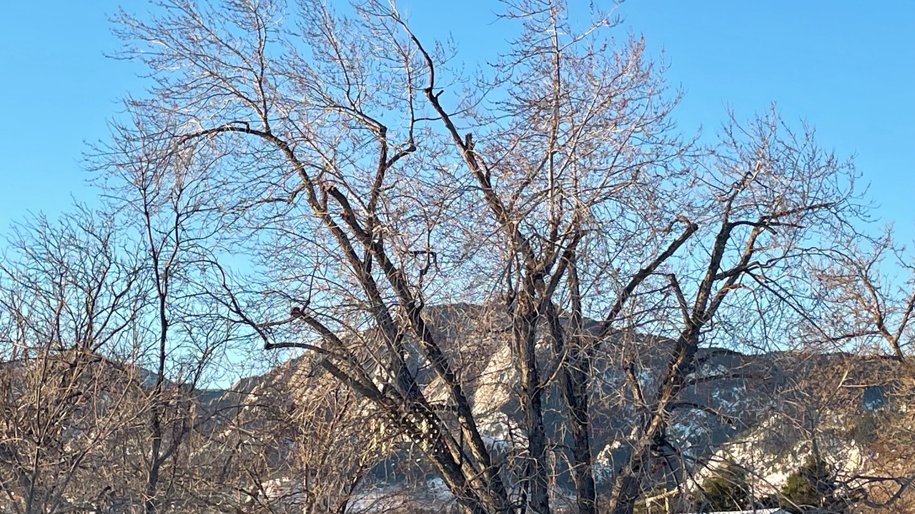 Photo of Others in Old North Boulder
