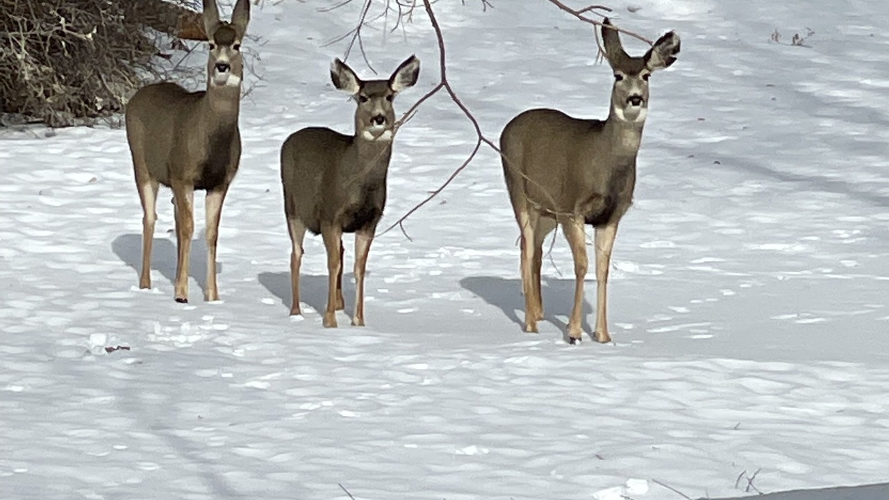 Photo of Others in Gunnison