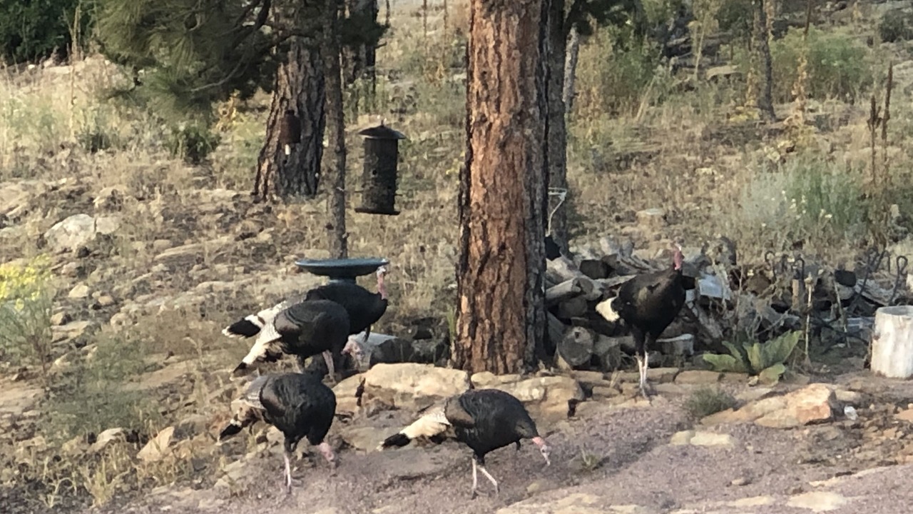 Photo of Outdoor in Canon City