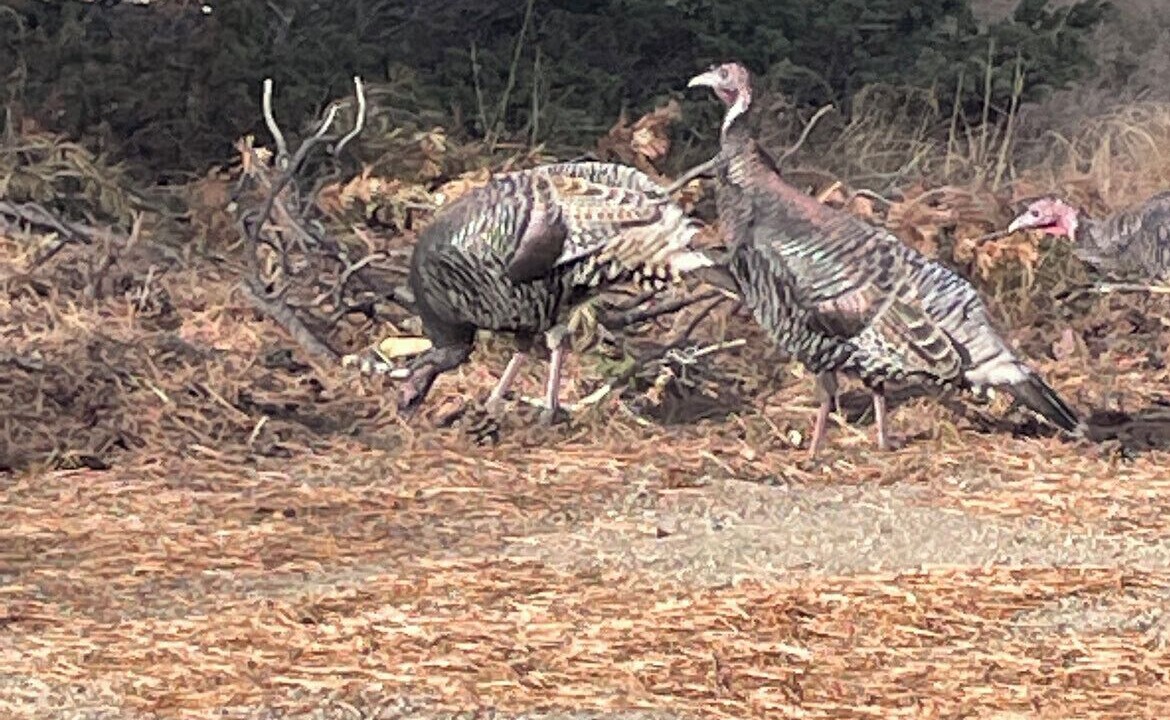 Photo of Outdoor in Fort Garland