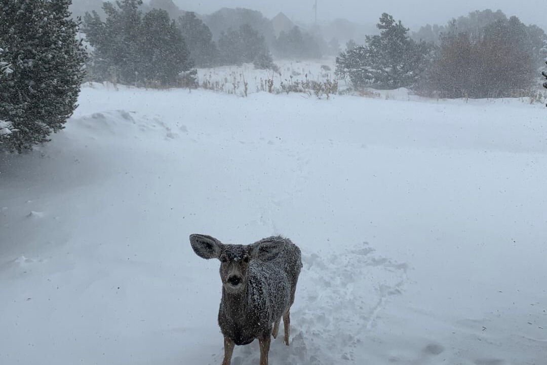 Photo of Others in Alpine Village