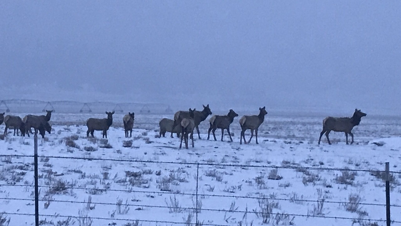 Photo of Others in Buena Vista