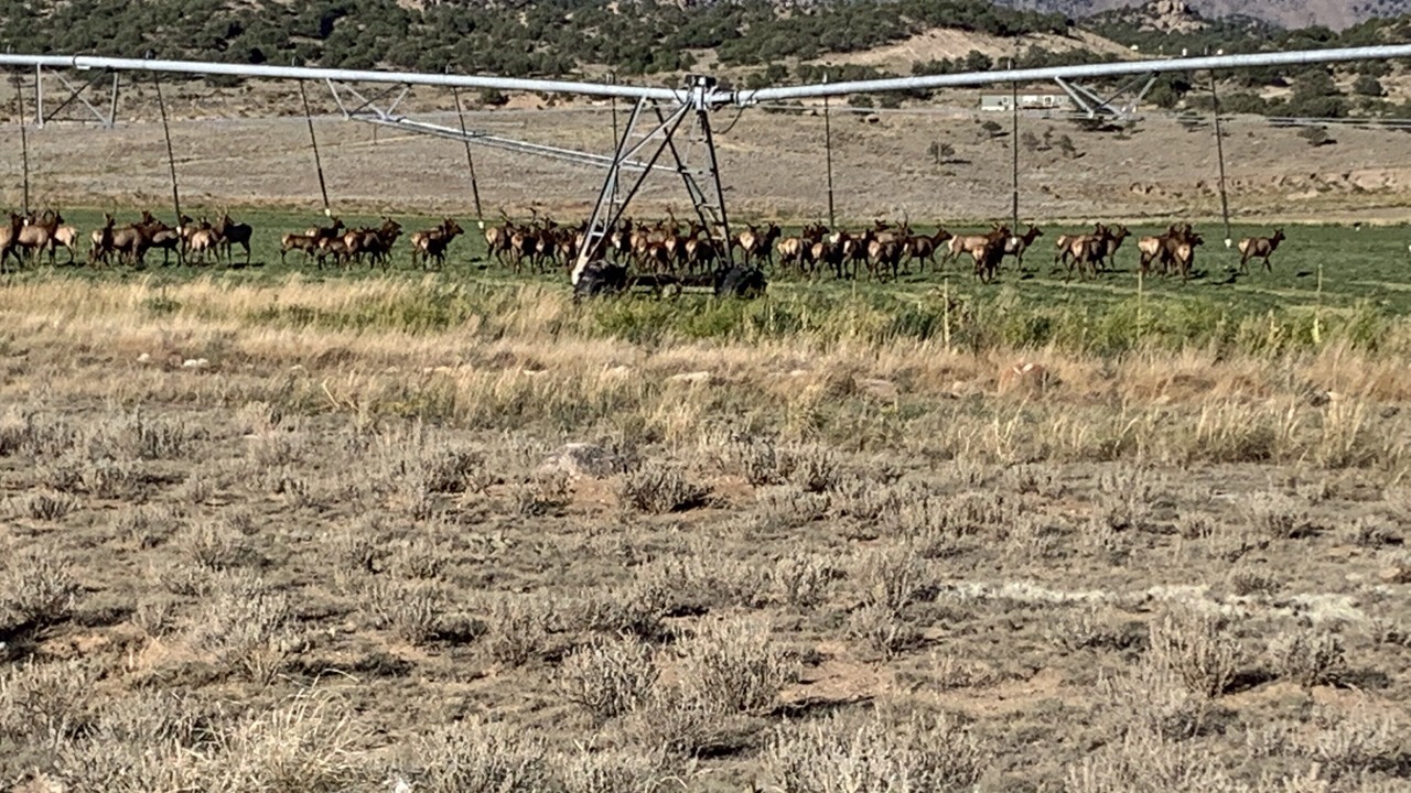 Photo of Others in Buena Vista