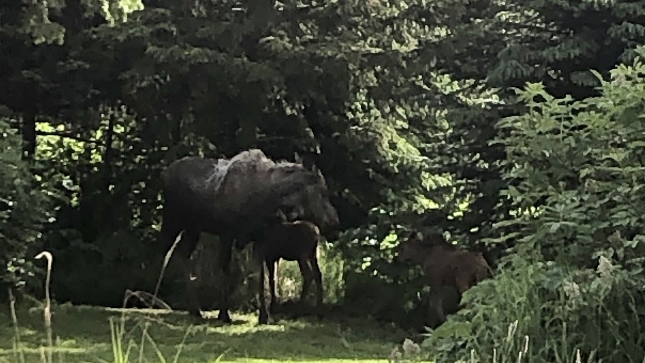 Photo of Others in Fritz Creek