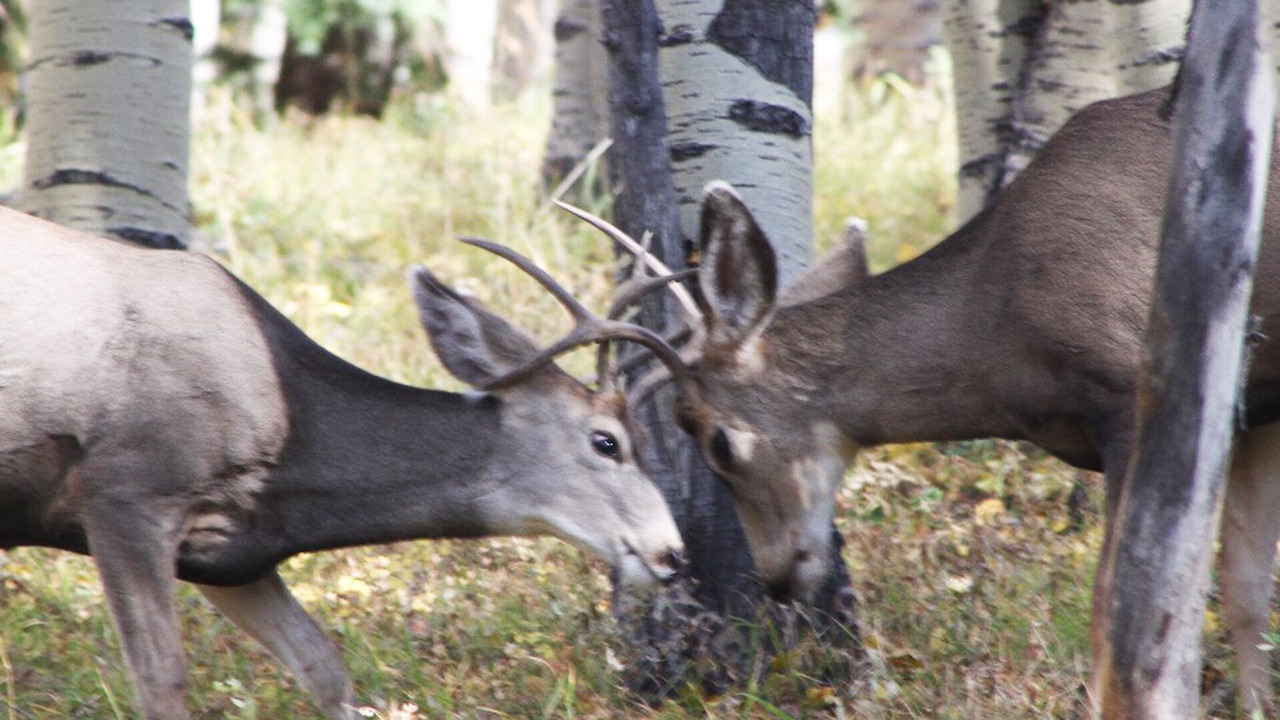 Photo of Outdoor in Gunnison