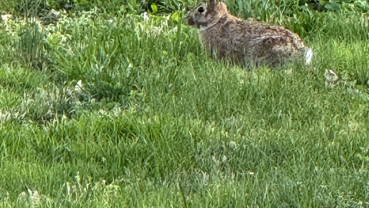 Photo of Others in Elsmere