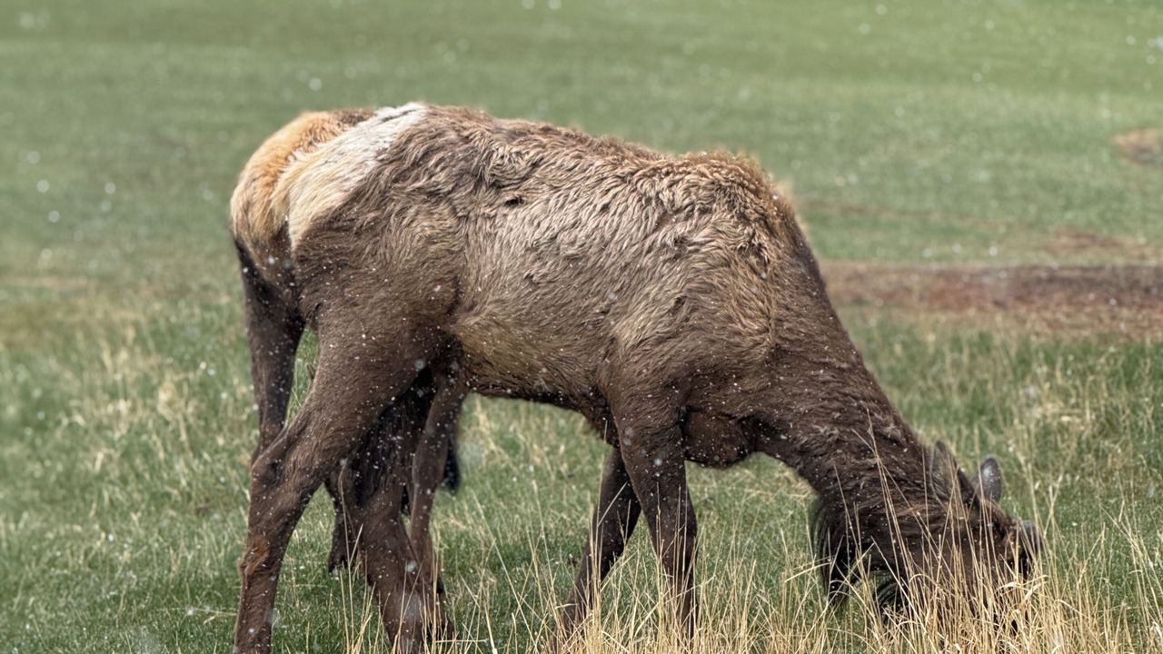Photo of Others in Shadow Mountain