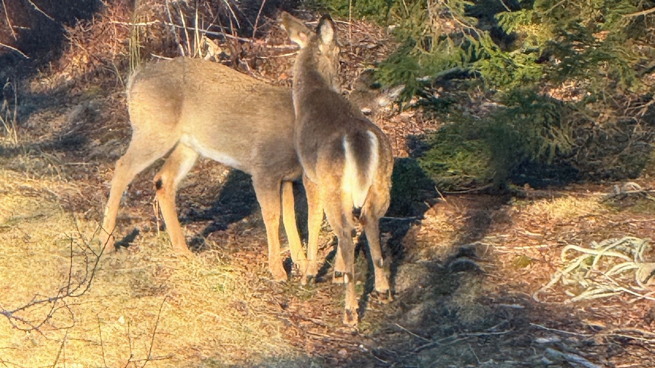 Photo of Others in Lubec