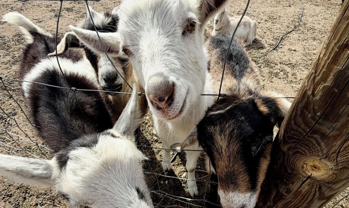 Photo of Others in Buena Vista