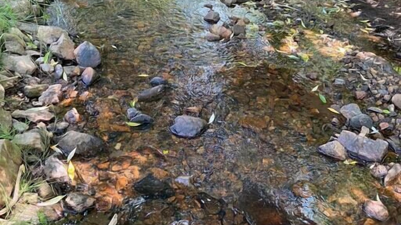 Photo of Others in Coal Creek Canyon