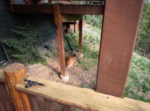 Stunning View House - 15-min to Town - Evergreen